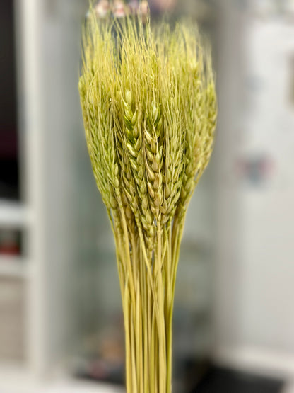 Dried Wheat