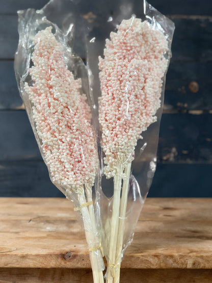 Sorghum