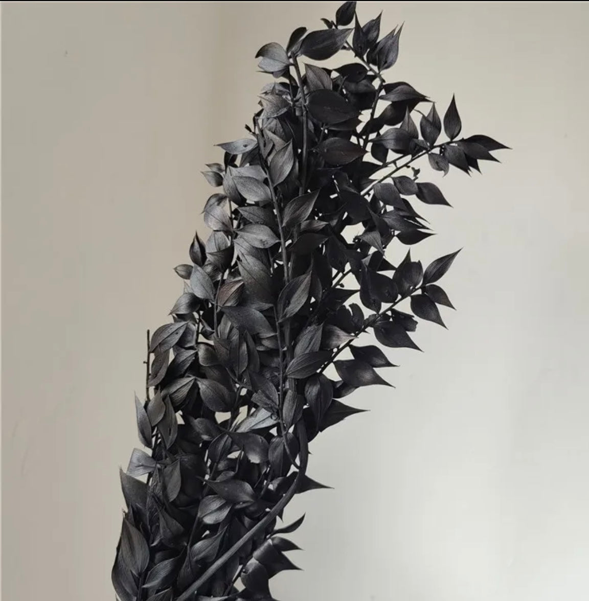 Dried Ruscus