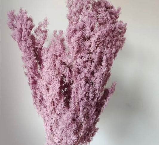 High Quality Ming Fern / Asparagus