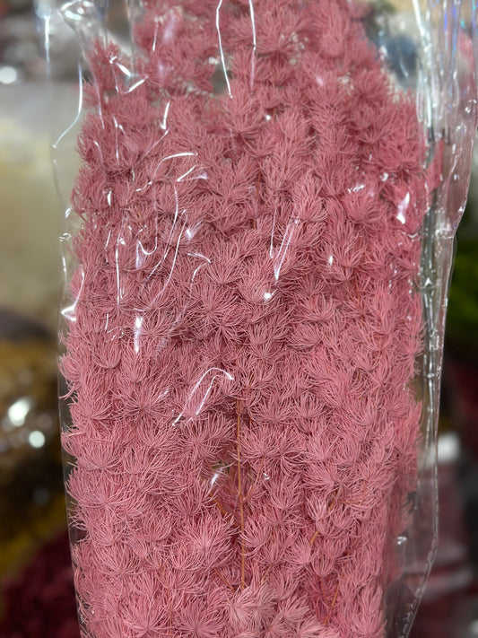 High Quality Ming Fern / Asparagus