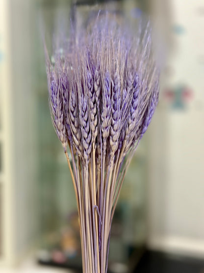 Dried Wheat