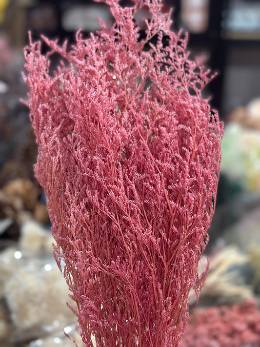 Dried Misty / Limonium