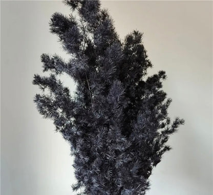 Ming Fern / Asparagus