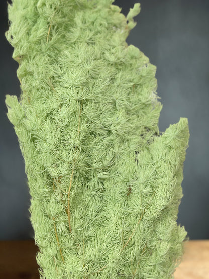 Ming Fern / Asparagus