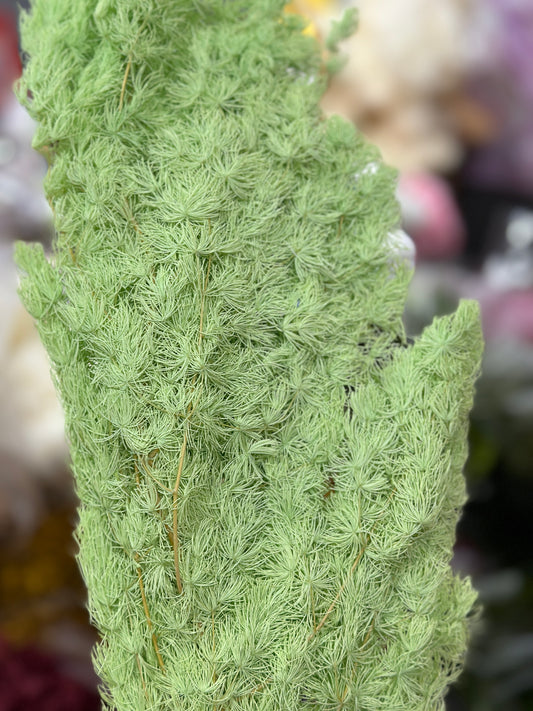High Quality Ming Fern / Asparagus