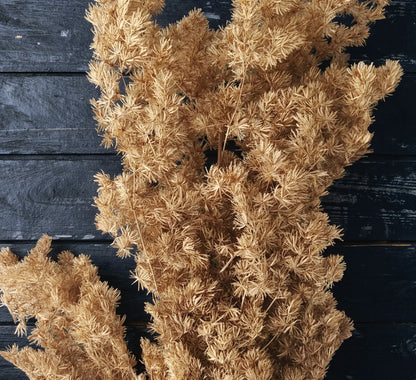 Ming Fern / Asparagus