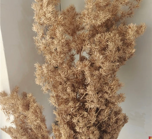 High Quality Ming Fern / Asparagus