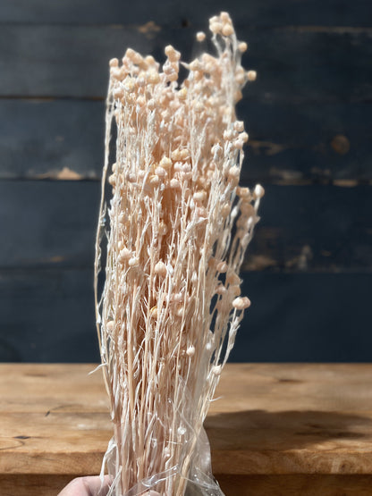Preserved Flowers Rich Bean