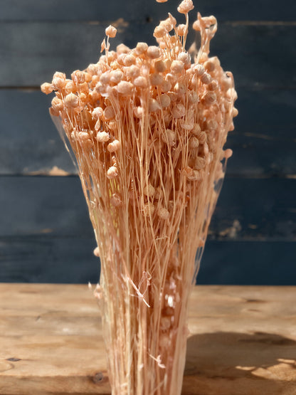 Preserved Flowers Rich Bean
