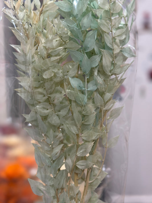 Dried Ruscus