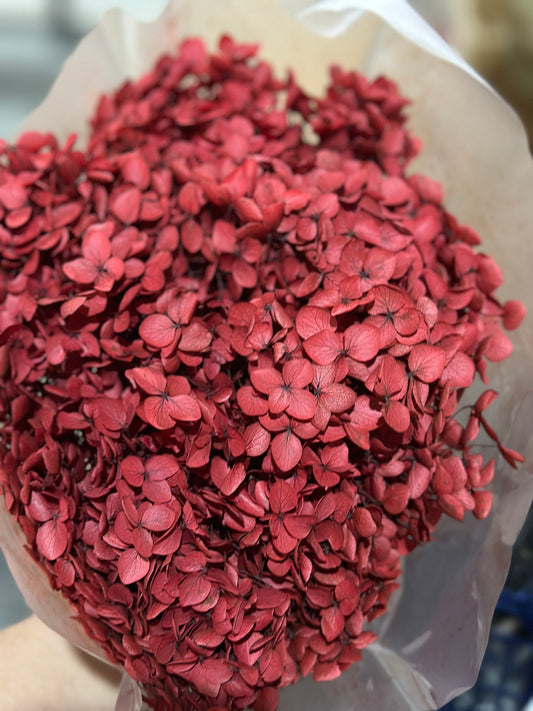 Anna Hydrangeas Big Bunch