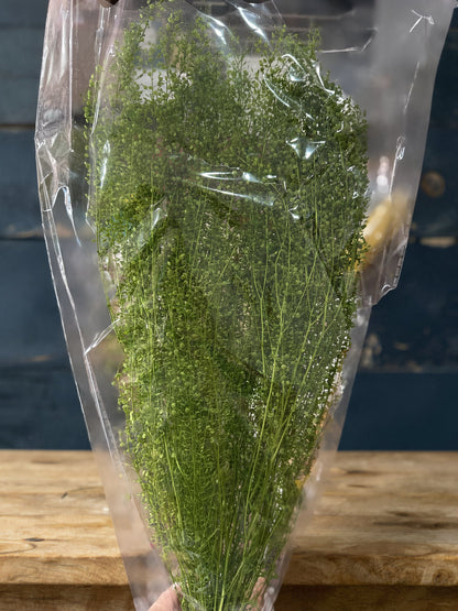 Pennycress