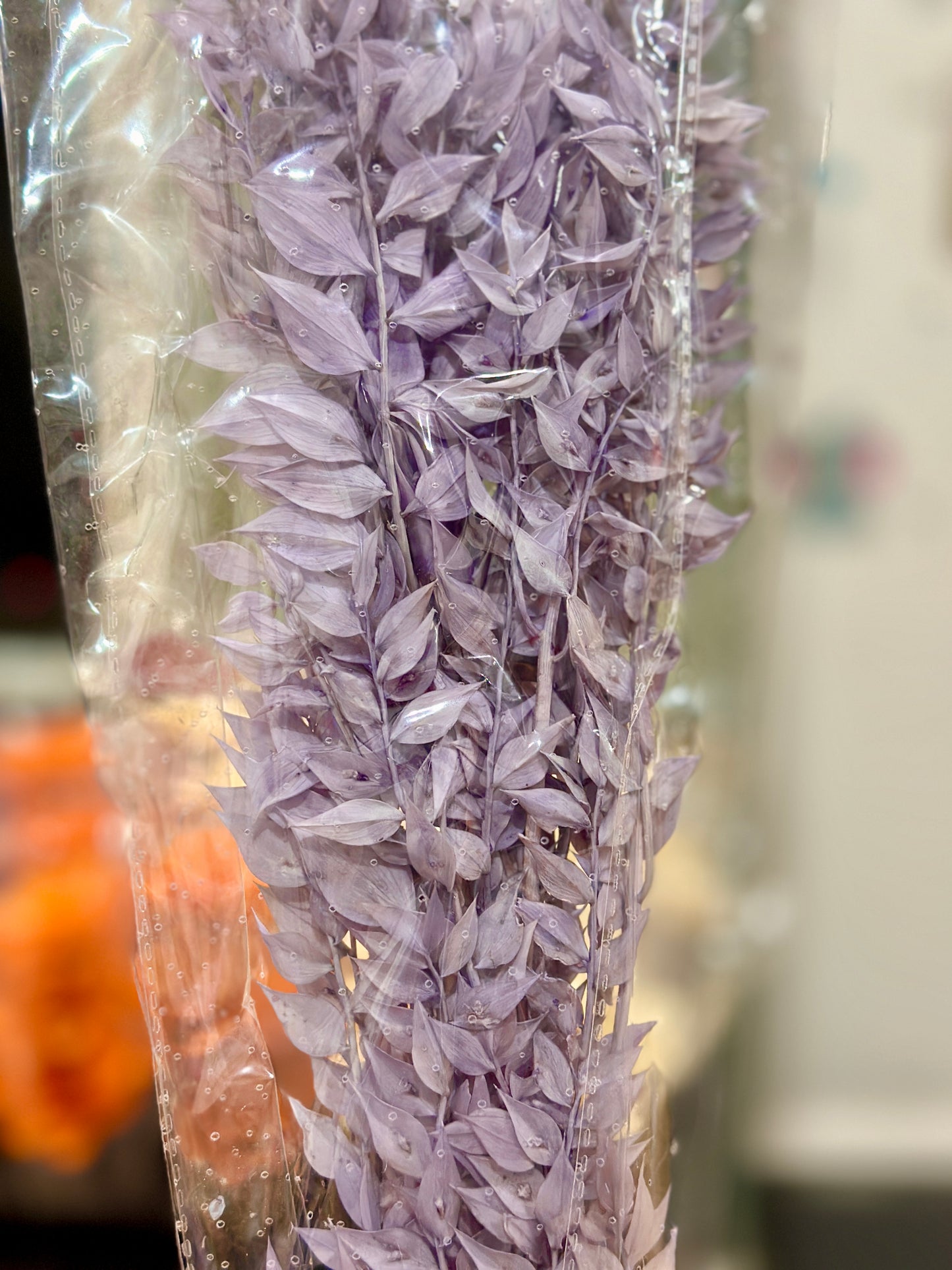 Dried Ruscus