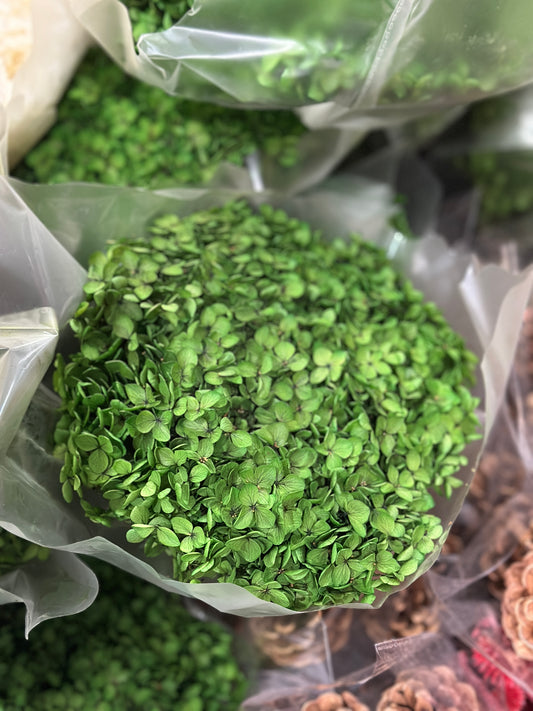 Anna Hydrangeas Big Bunch