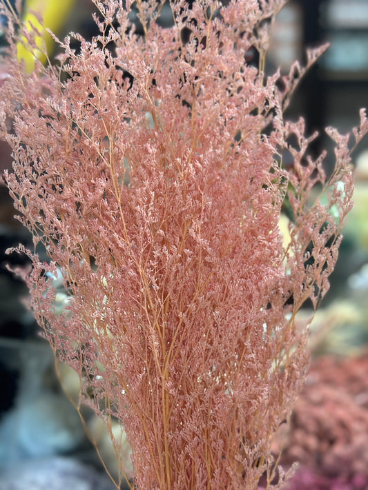 Dried Misty / Limonium
