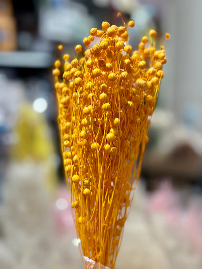 Preserved Flowers Rich Bean