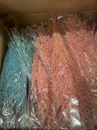 Dried Misty / Limonium