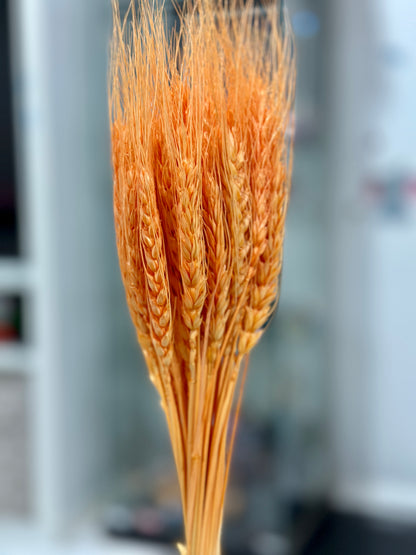 Dried Wheat