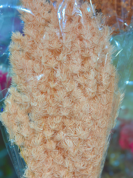 High Quality Ming Fern / Asparagus