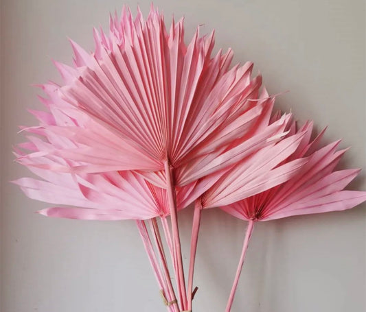 Beautiful Preserved Sun Palm Leaves