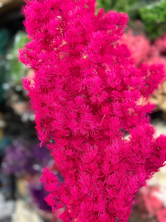 High Quality Ming Fern / Asparagus