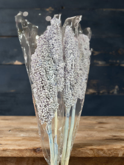 Sorghum