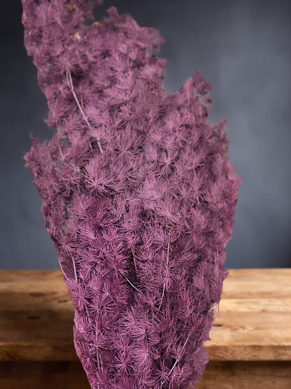 Ming Fern / Asparagus