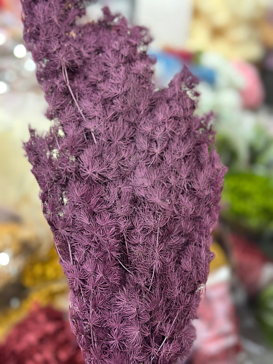 High Quality Ming Fern / Asparagus
