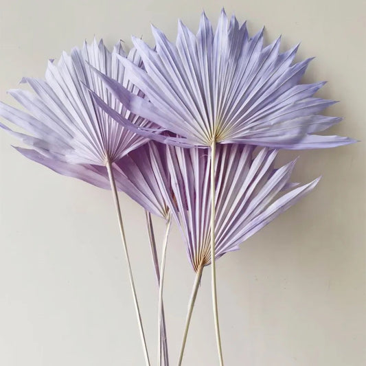 Beautiful Preserved Sun Palm Leaves