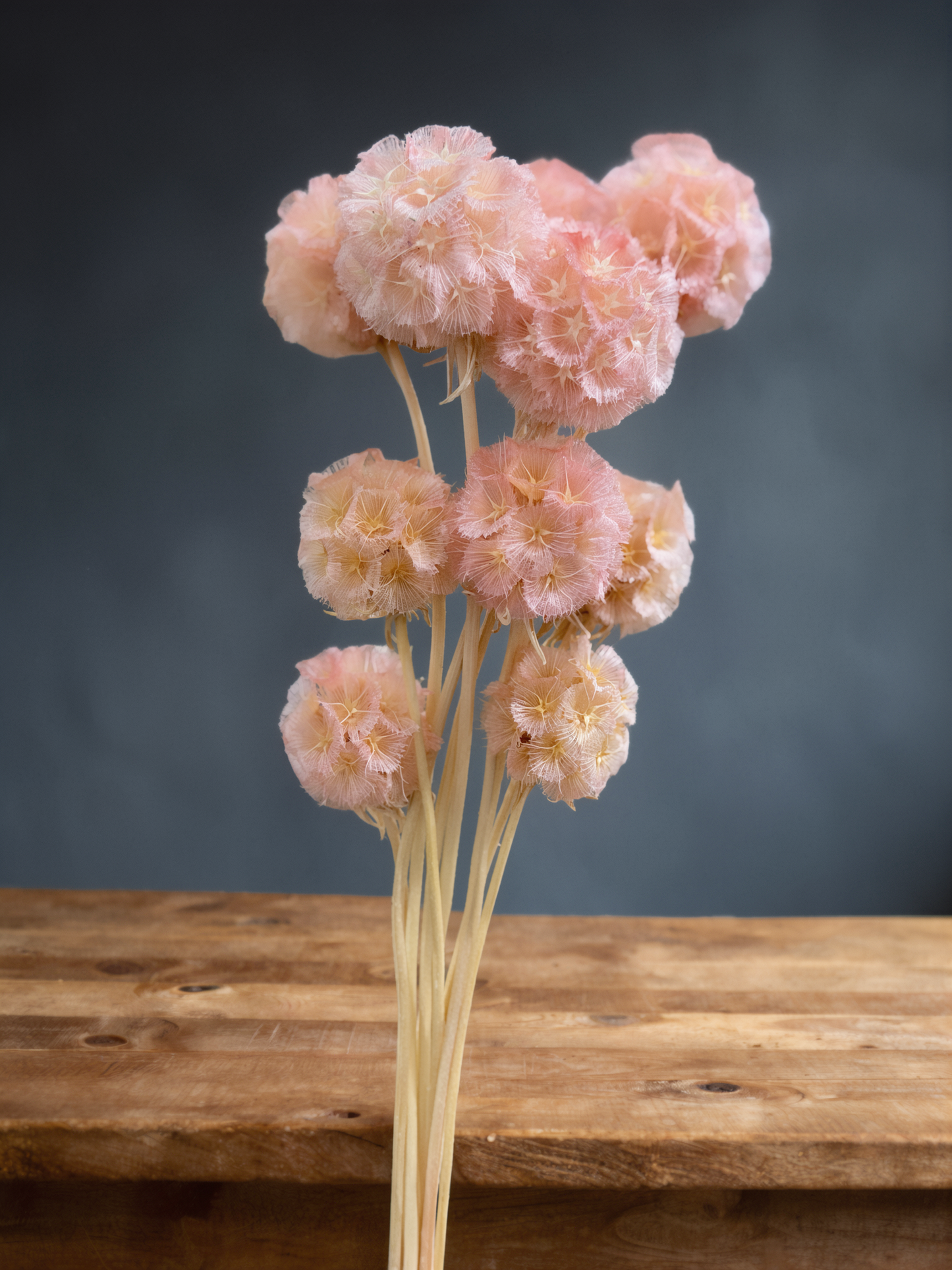 Scabiosa - 10 Stems/Bunch