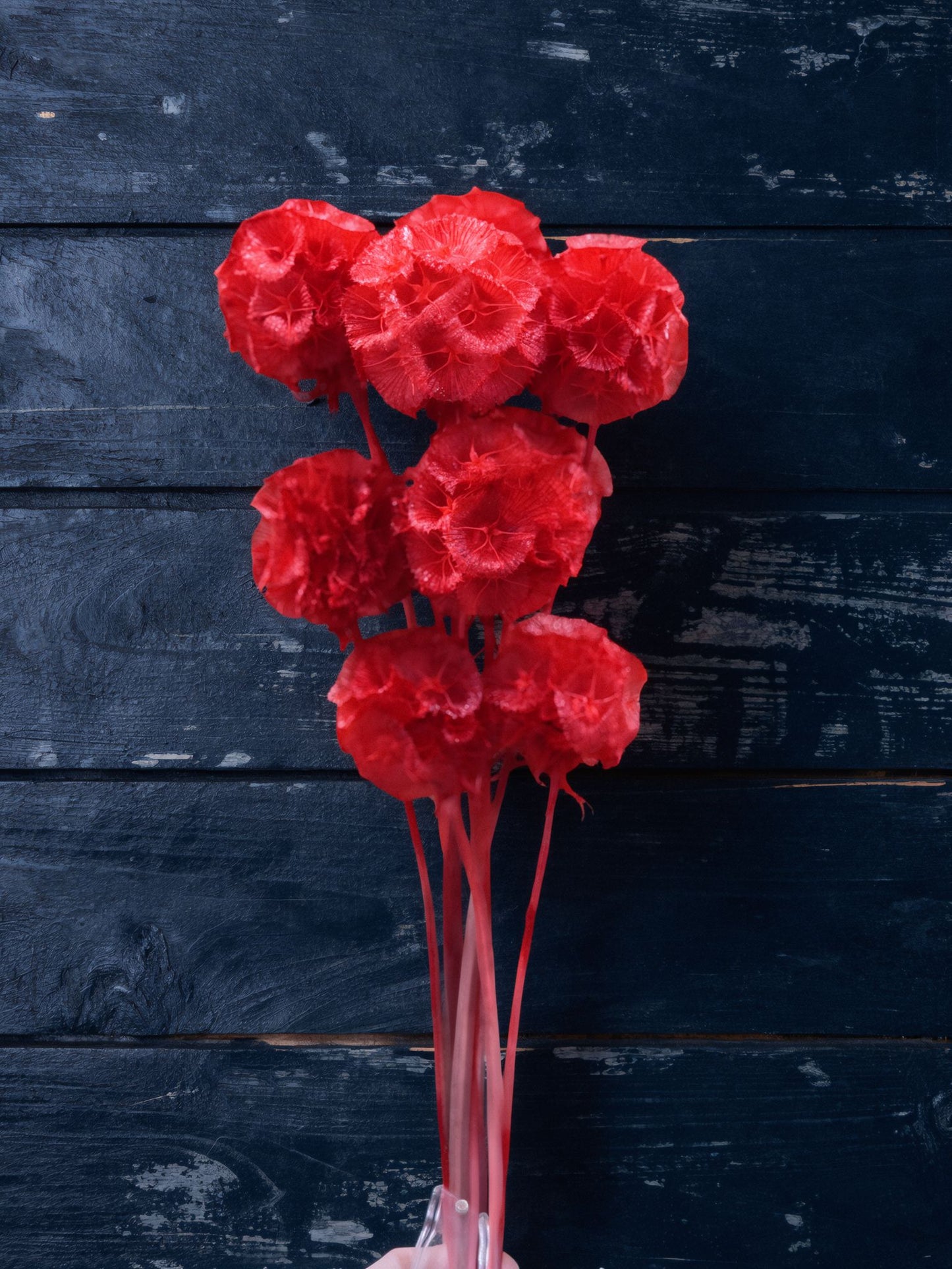 Scabiosa - 10 Stems/Bunch