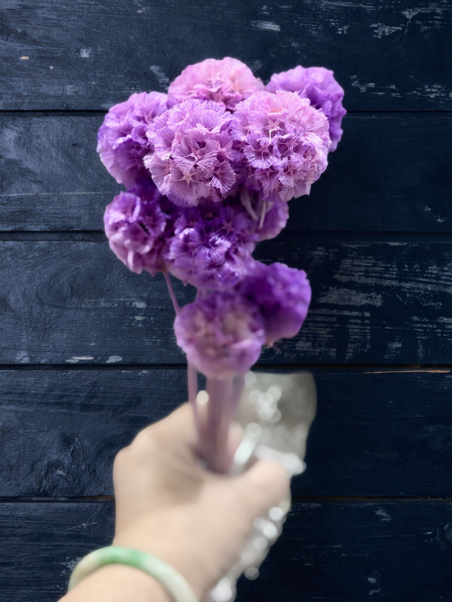 Scabiosa - 10 Stems/Bunch