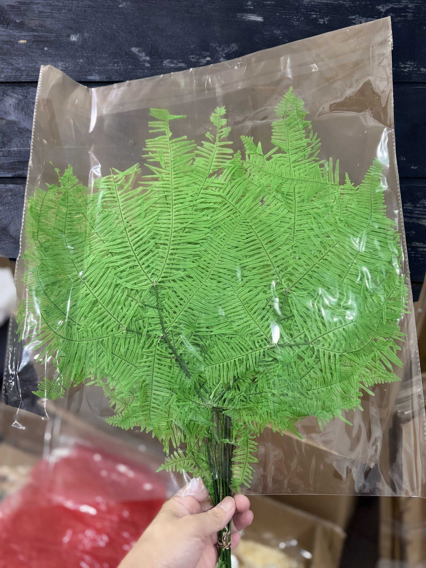 Mountain Ferns