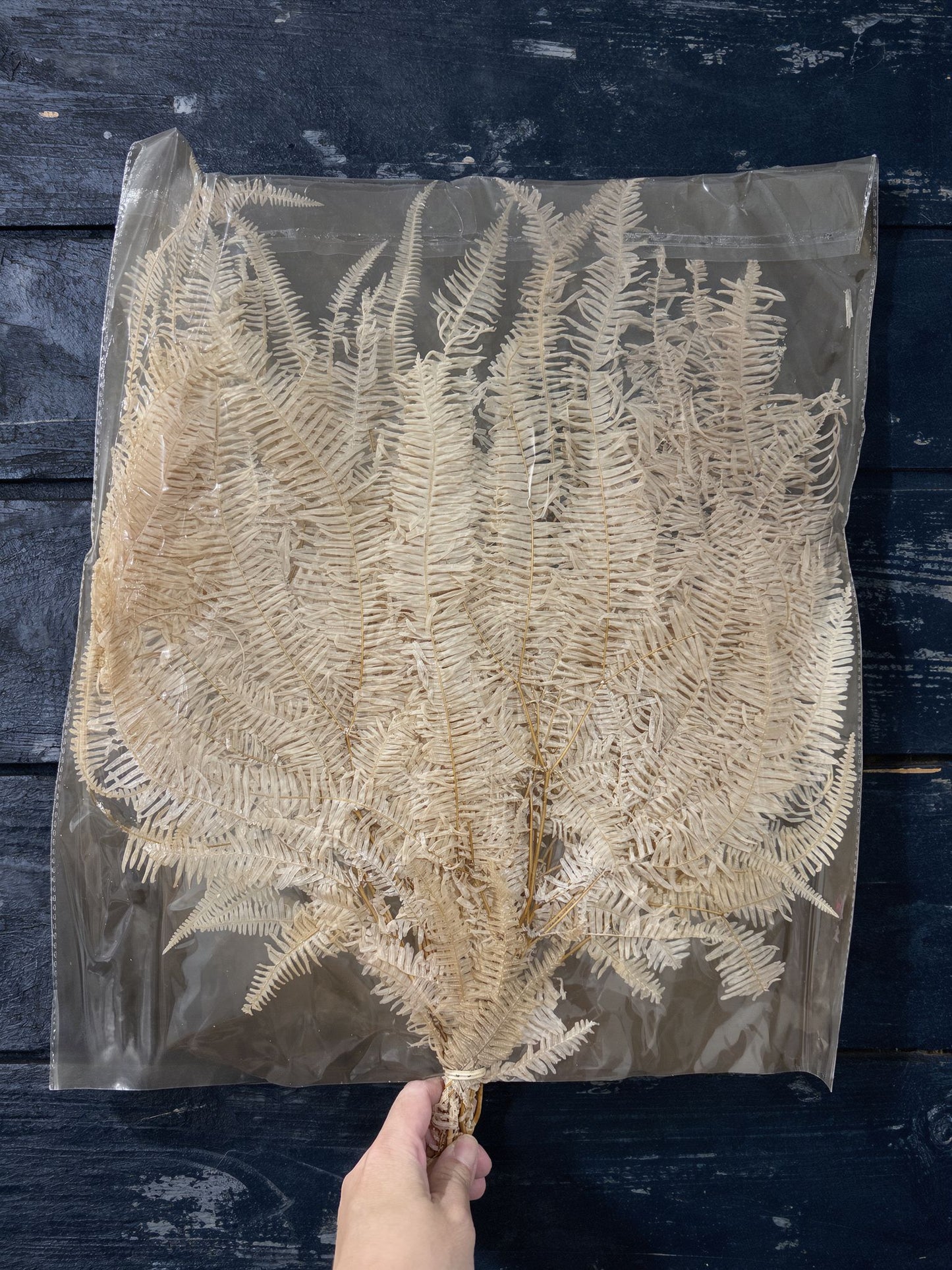 Mountain Ferns