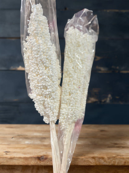 Sorghum